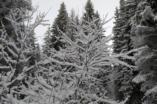 Вильфанд сообщил, что Урал, Сибирь и Поволжье ожидают морозы до минус 43 градусов, что на 20 градусов ниже климатической нормы