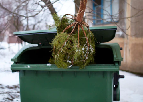Челябинцев попросили оставлять новогодние елки на контейнерных площадках