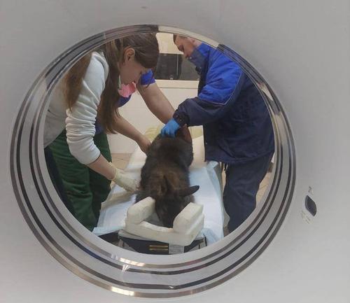 Кенгуру из челябинского зоопарка увезли на МРТ