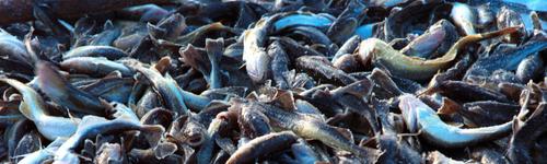 На Сахалине произошел массовый выброс рыбы на берег