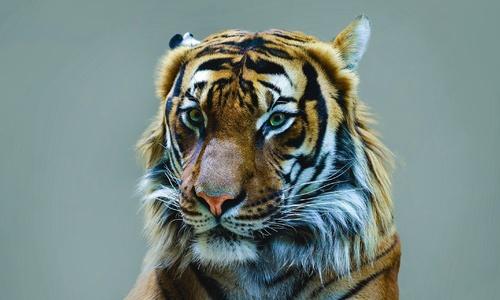 Директор парка львов «Тайган» и смел, и стеснителен одновременно