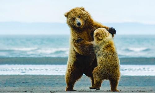 Союз отцов Крыма намерен увлечь Россию танцем «Медведь»