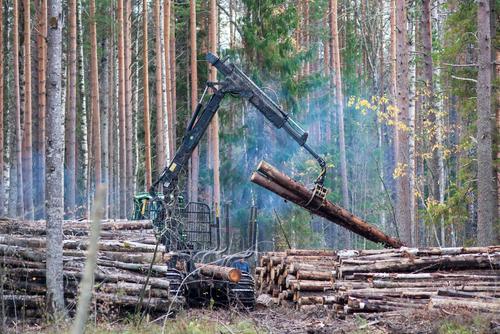 Главу филиала лесничества в Хабаровском крае будут судить за взятку в 2 млн руб.