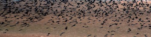 Кения объявила войну миллионам птиц после того, как они совершили набег на посевы
