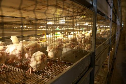 СК завел уголовное дело против птицефабрики в Хабаровском крае