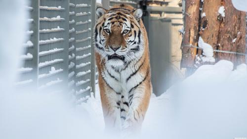В Хабаровском крае тигр забрел на территорию детского дома