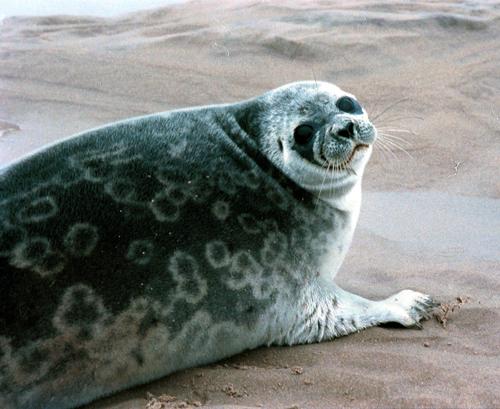 У погибших на Каспии тюленей обнаружили вирус птичьего гриппа