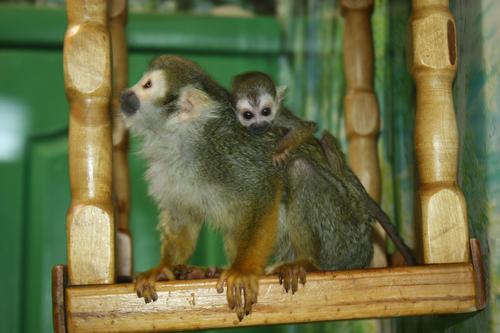 В челябинском зоопарке открыли доступ к обезьянкам