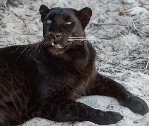 Черную пантеру, бегавшую по Тамбову, обнаружили в Москве