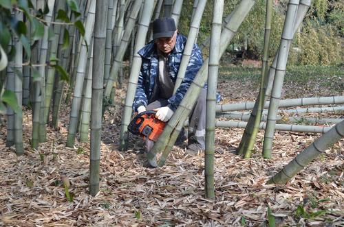 В Сочи распустился бамбук цветущий один раз в 60 лет