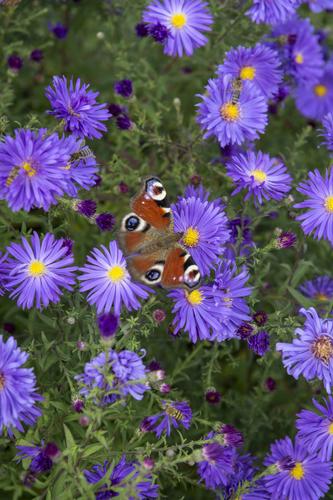 Британские бабочки исчезают почти из половины мест, где они когда-то обитали