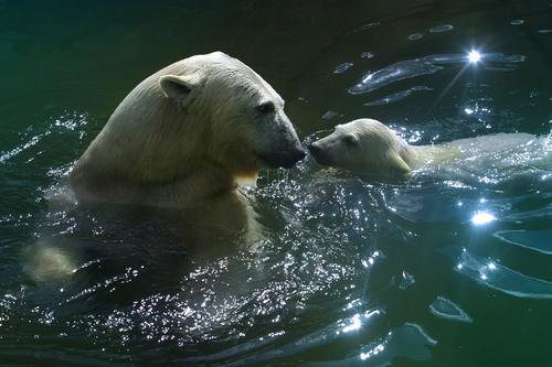 Учёные считают, что белым медведям грозит вымирание  