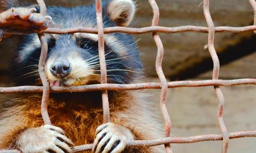 Владелец крымского парка «Тайган» Олег Зубков рассказал о проблемах донецкого зоопарка
