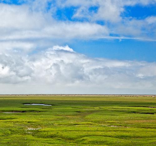 Половина водно-болотных угодий в Европе потеряна за последние 300 лет