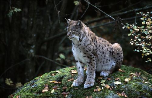 Европейская популяция больших кошек находится под угрозой исчезновения