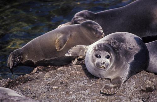 Минприроды: в конце февраля начнется подсчёт каспийских тюленей