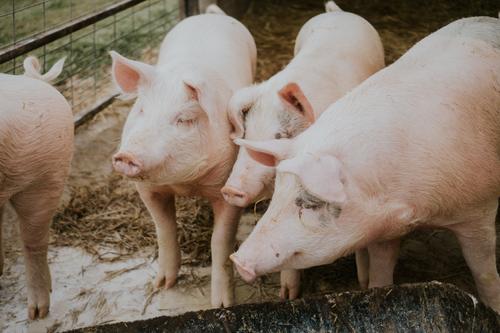 Цены на живых свиней за два года упали до минимума