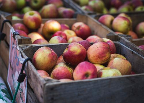 Польским садоводам из-за запрета на экспорт в РФ некуда девать свои яблочки