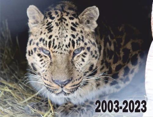 В челябинском зоопарке умер леопард