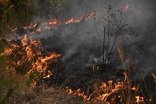Ученые предупреждают о сезоне травяных пожаров в Австралии из-за ослабления Ла-Нинья 