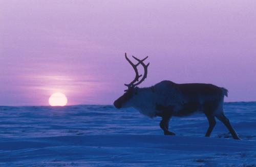 В Охинском районе Сахалинской области неизвестные обезглавили 26 северных оленей