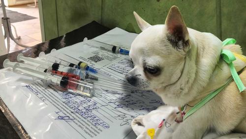 Несколько историй со скорбным финалом в ветеринарных клиниках Иркутска