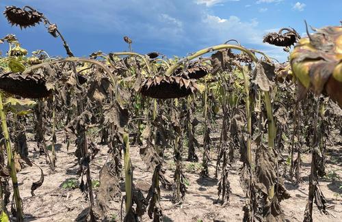 В Аргентине засуха и заморозки ударили по посевам