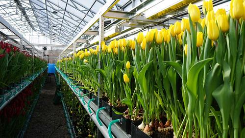 Полмиллиона тюльпанов вырастил к 8 марту иркутский Горзеленхоз