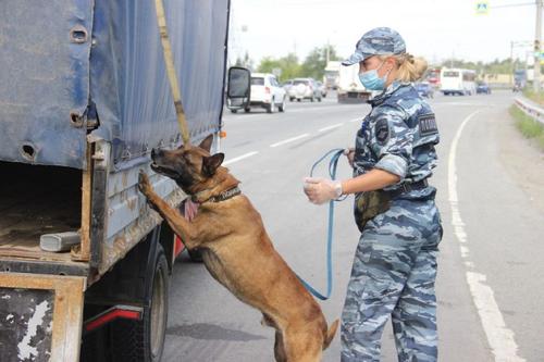 Служебные собаки в Челябинске чуют наркотики за 20 метров