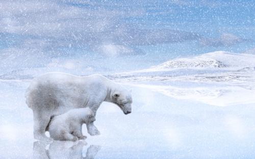 Жители и гости Северной столицы могут посетить выставку, посвящённую белым медведям