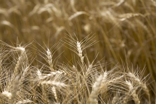 Источник сообщил, что в переговорах по продлению зерновой сделки присутствует осторожный оптимизм