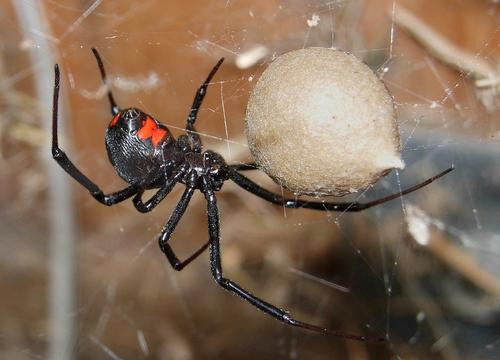 Агрессия пауков коричневой вдовы, вероятно, влияет на снижение популяции черной вдовы
