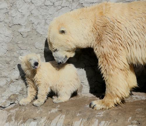 На острове Врангеля в Чукотском море проживает 864 белых медведя