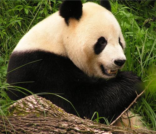 После прибытия в Россию панды из Китая потяжелели на 20 килограммов