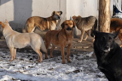 Астраханским бродячим собакам, по всей видимости, понравилась человечина