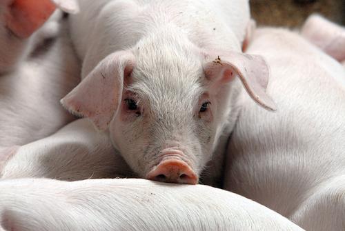 На территории Красноярского края продолжается ликвидация вспышки африканской чумы свиней