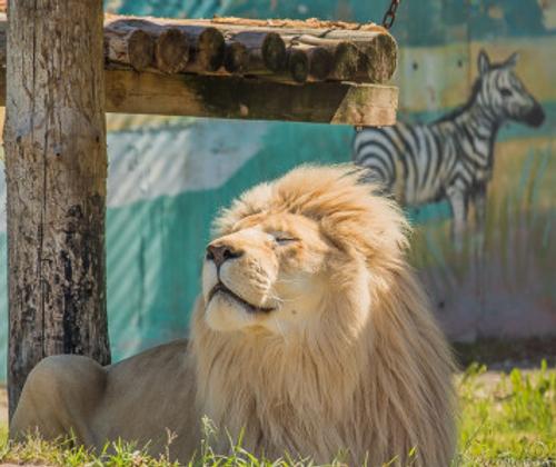 Редкий белый лев по кличке Ярос умер в зоопарке в Ярославле
