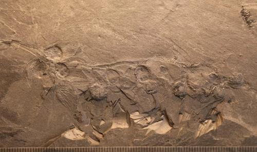 Китайские палеонтологи датировали цветок возрастом 170 миллионов лет