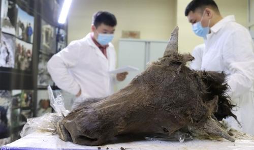Ученые хотят клонировать вымершего бизона, обнаруженного в сибирской мерзлоте