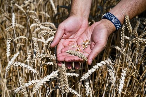 Bloomberg: политики Восточной Европы меняют риторику в отношении украинского зерна на фоне недовольства местных фермеров