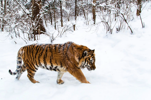 В Хабаровском крае поймали тигра на живую наживку