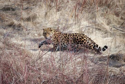 Популяция дальневосточных леопардов достигла 125 особей