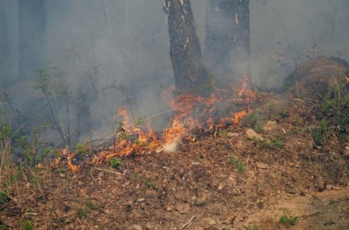 На севере Хабаровского края появятся авиаотделения для борьбы с лесными пожарами