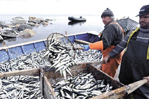 Уловы российских рыбаков с начала 2023 года достигли 1,5 млн тонн