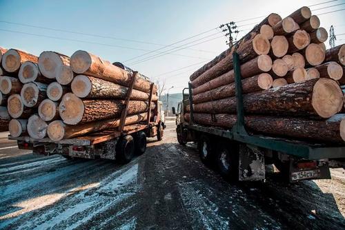 Хабаровчанина обвинили в контрабанде леса на 27,7 млн рублей