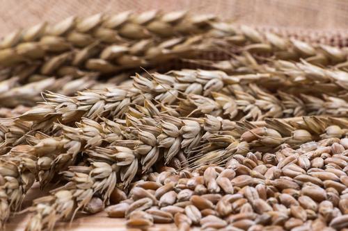 Словакия запретила переработку и продажу украинской пшеницы, в которой обнаружены пестициды
