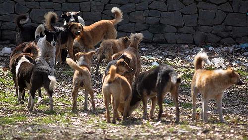 Госдума РФ обсуждает новый закон по регулированию численности безнадзорных собак