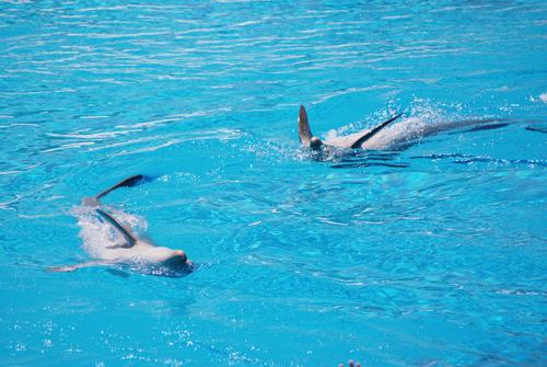 Камбоджийский лидер отменил закон о сохранении редких дельфинов