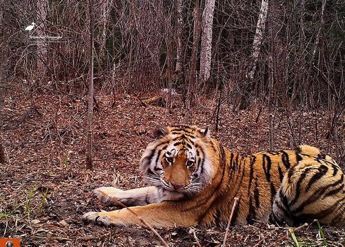 В Хабаровском крае тигры за неделю убили пять собак