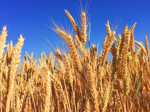 Молдавская ассоциация «Сила фермеров» потребовала ввести запрет на импорт зерна и других продуктов с Украины